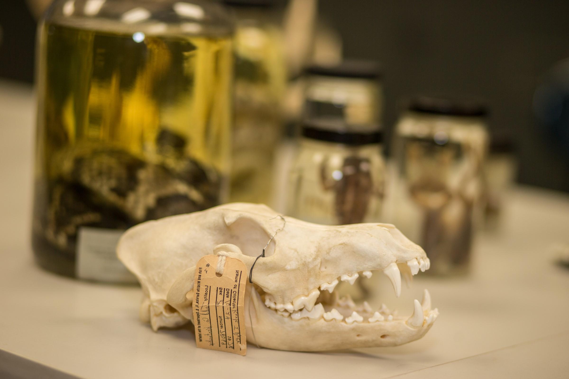 skull and specimens